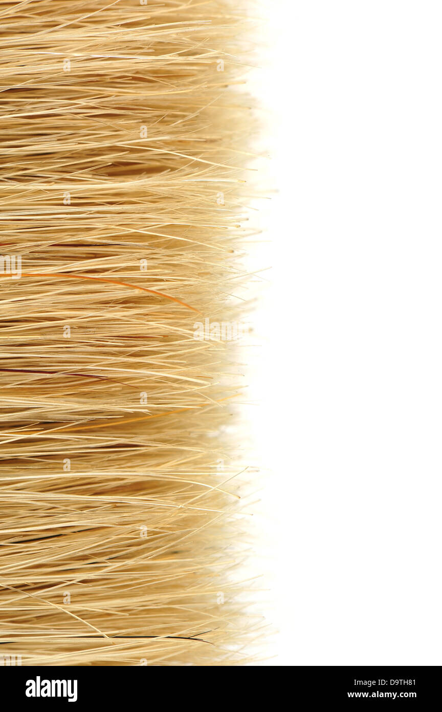 bristles Stock Photo Alamy