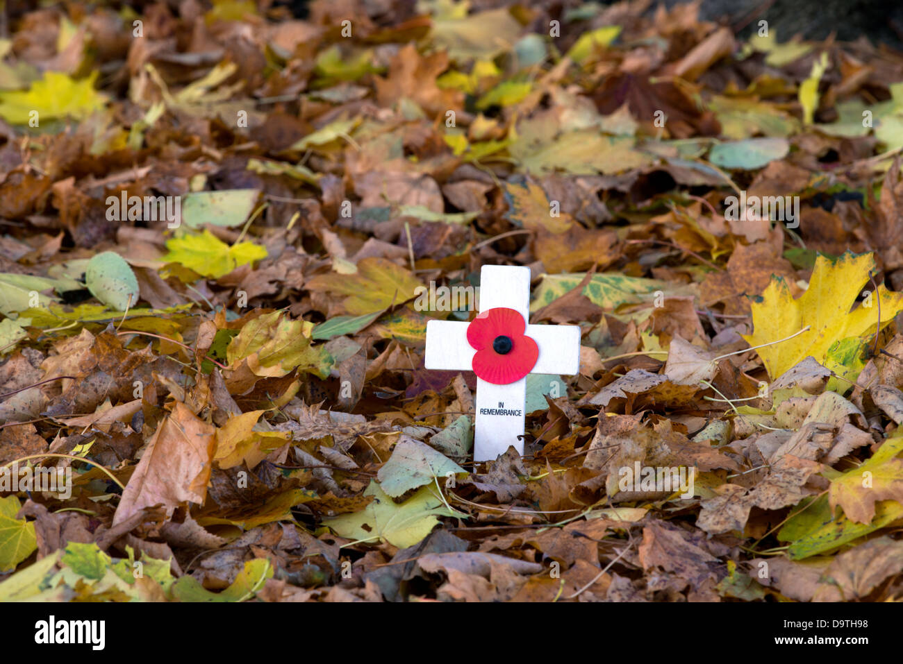 British Legion poppy on a cross among fallen autumn leaves Stock Photo