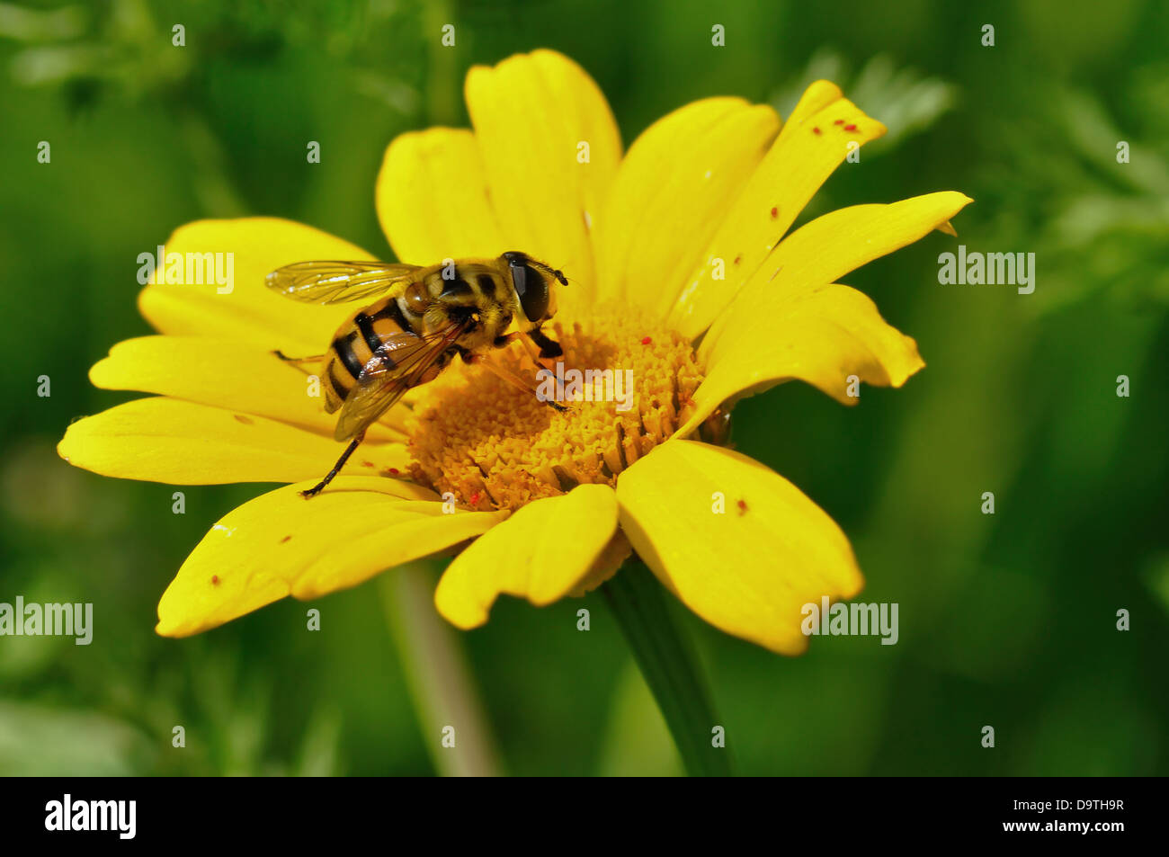 Honey bee and tiny red bugs on yellow flower. Spring season. Stock Photo