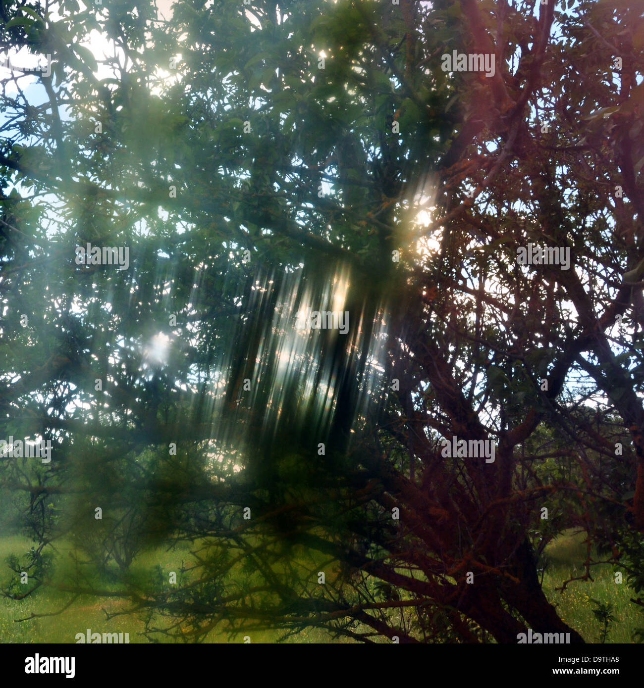 Light streaks through tree branches on sunny spring day. Painted glass distortion. Stock Photo