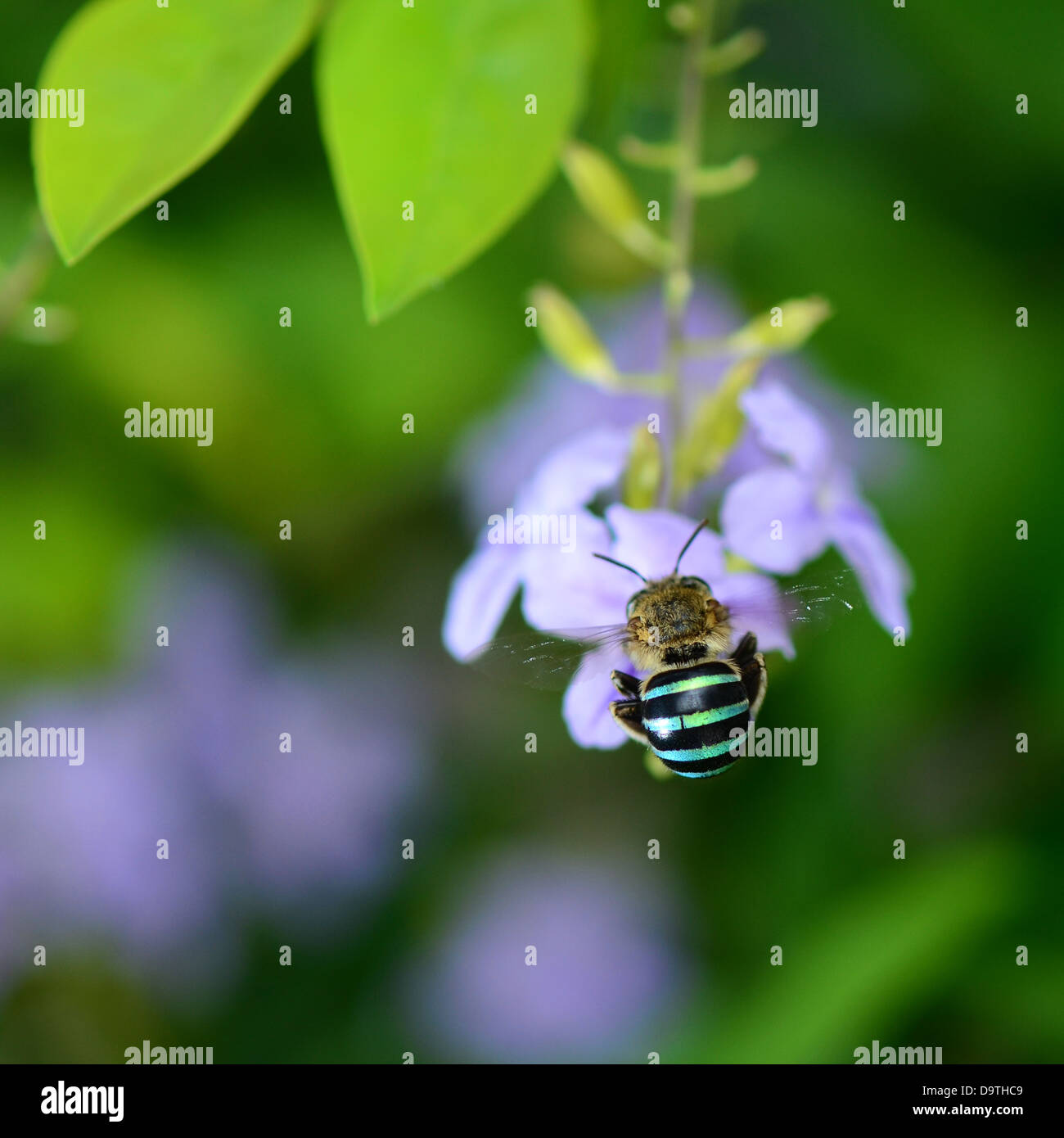 Honey nature hi-res stock photography and images - Alamy