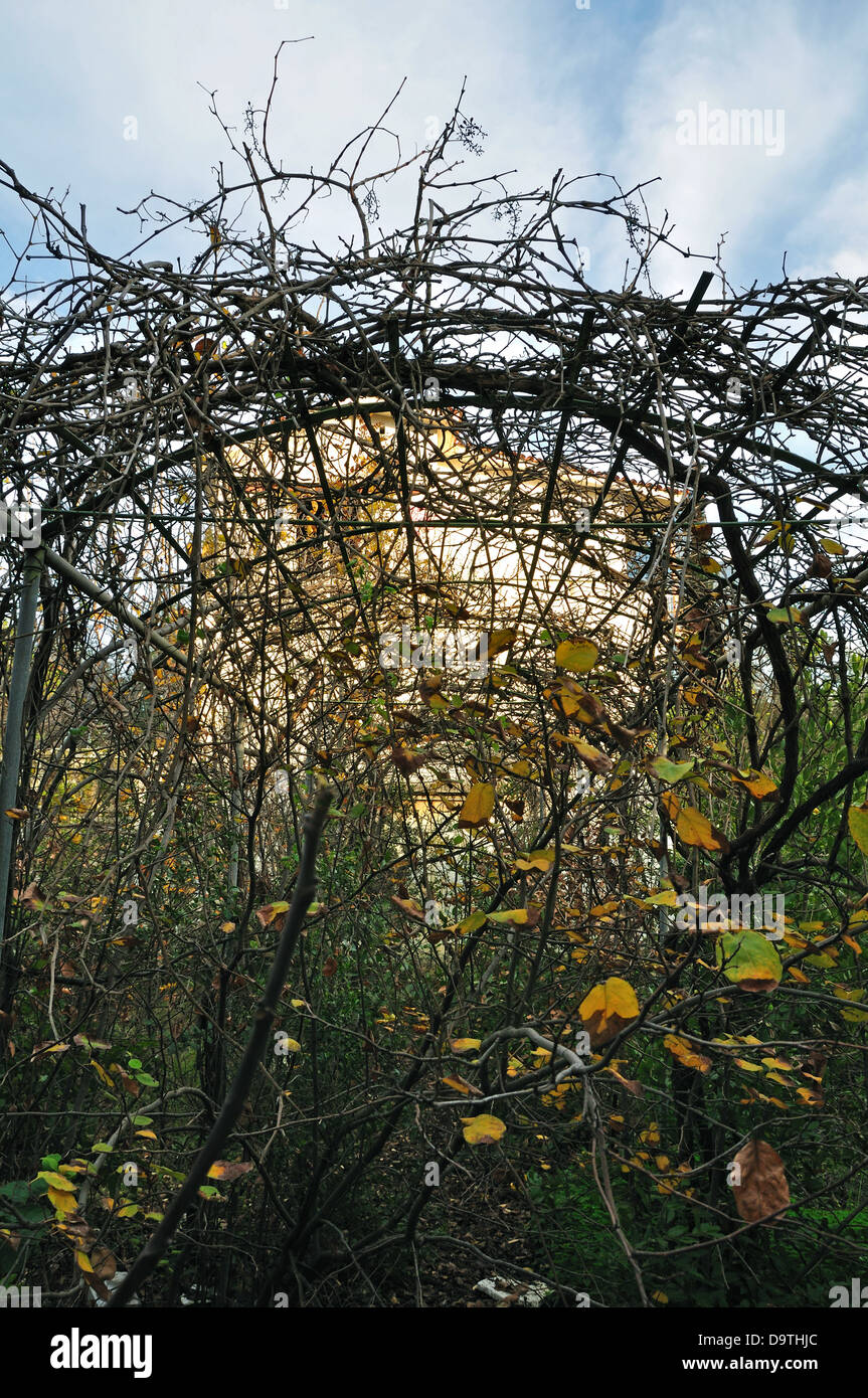 Vine on arched pergola and overgrown garden of an abandoned house. Stock Photo
