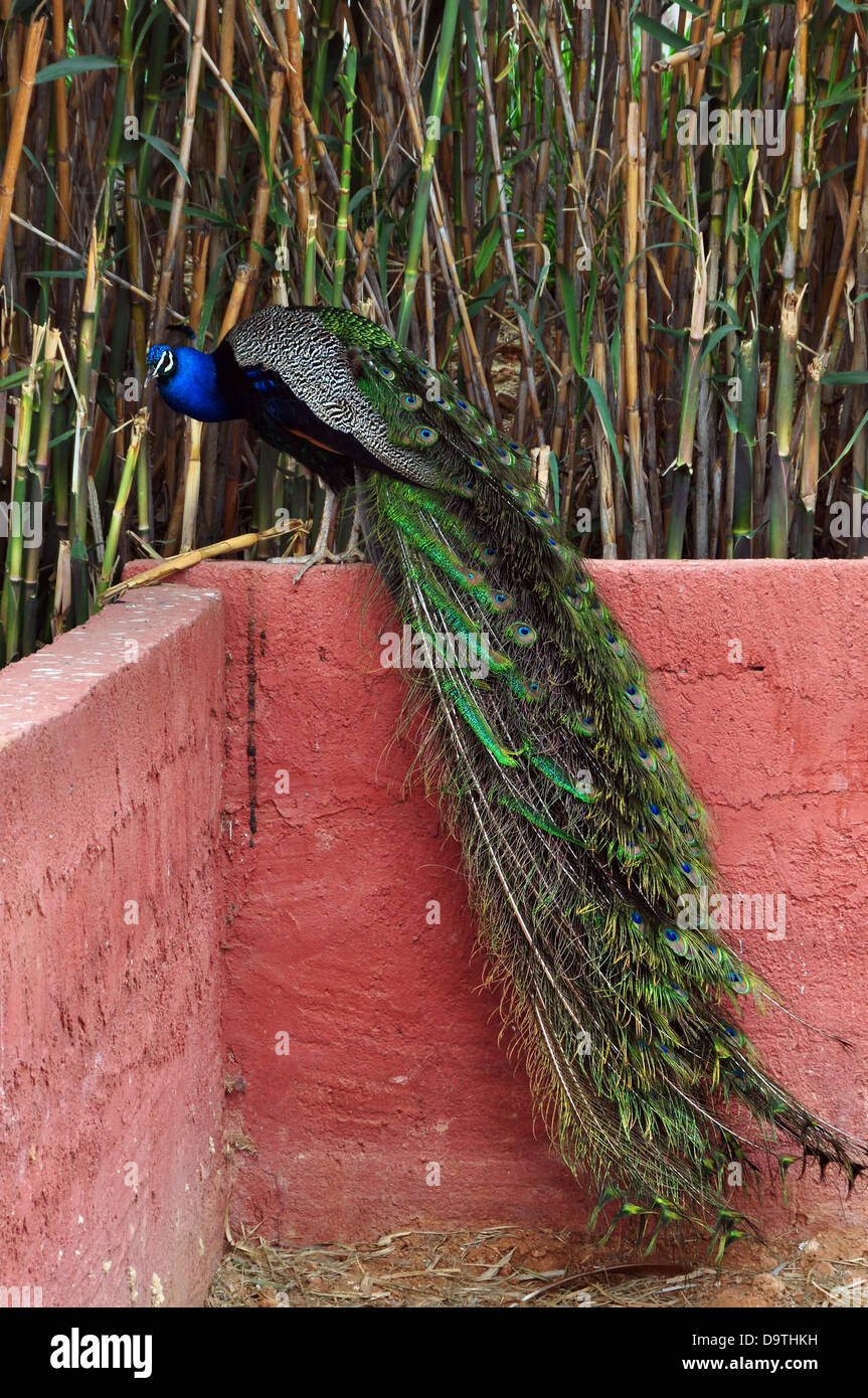 Peacock with long tail and colorful iridescent plumage. Bird sitting on wall. Stock Photo