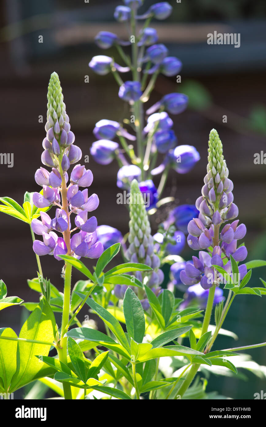 Lupin, lupins with delphiniums in garden setting. Stock Photo
