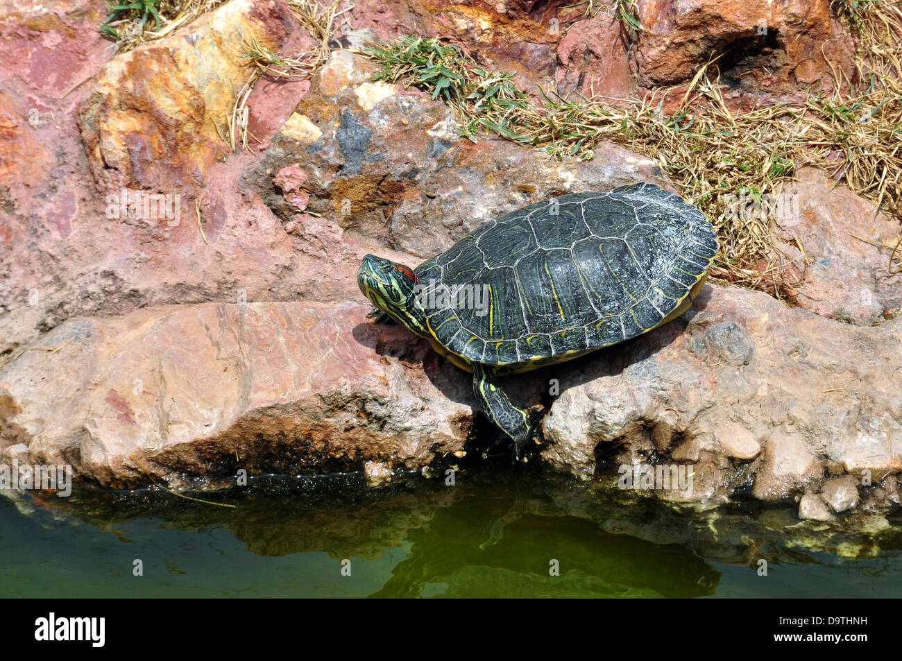 Red-eared slider turtle by the edge of the water. Stock Photo