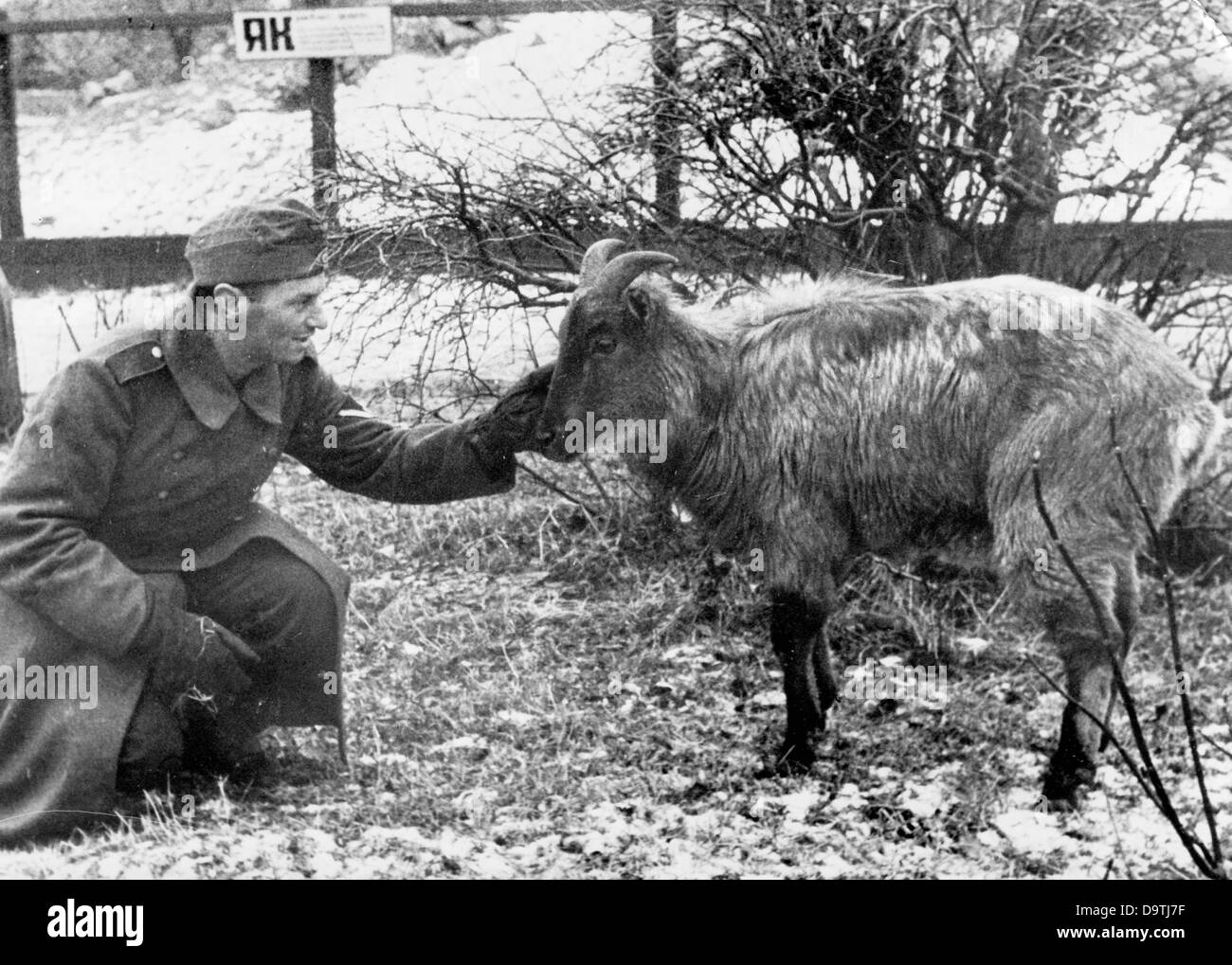 The Nazi Propaganda! on the back of the image reads: 'In the zoo in Kharkiv. In the Kharkiv Zoo, many animals walk freely. Our soldiers befriended them in a short period of time. A Yak calf.' (Here: a soldier caresses a goat.) Image from the Eastern Front/Ukraine, published on 3 December 1941. The attack on the Soviet Union by the German Reich was agreed on in July 1940 and prepared as the 'Operation Barbarossa' since December 1940. On 22 June 1941, the invasion by the German Wehrmacht started. Fotoarchiv für Zeitgeschichte Stock Photo