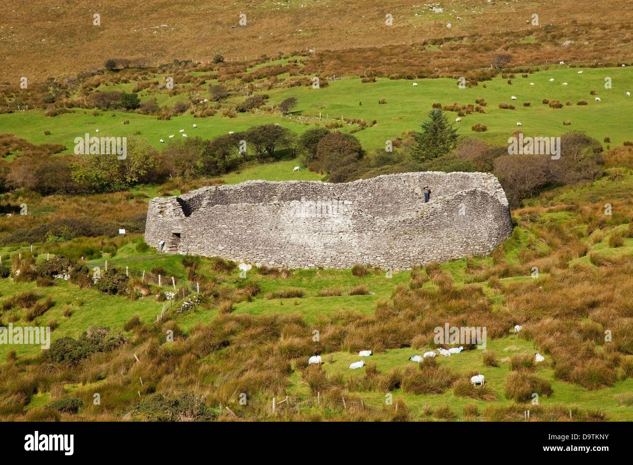 Staigue fort near castlecove and herds of sheep;County kerry ireland