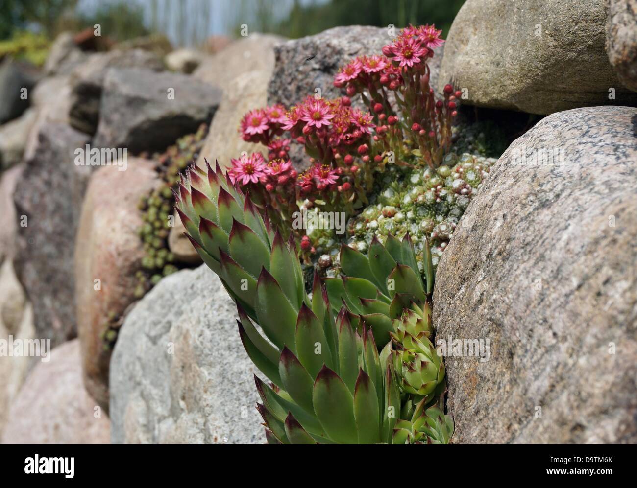 A Houseleek (Sempervivum marmoreum) grows in the joints of a wall made of natural stones in a garden near Ludwigslust, Germany, 10 June 2013. Photo: SOEREN STACHE Stock Photo