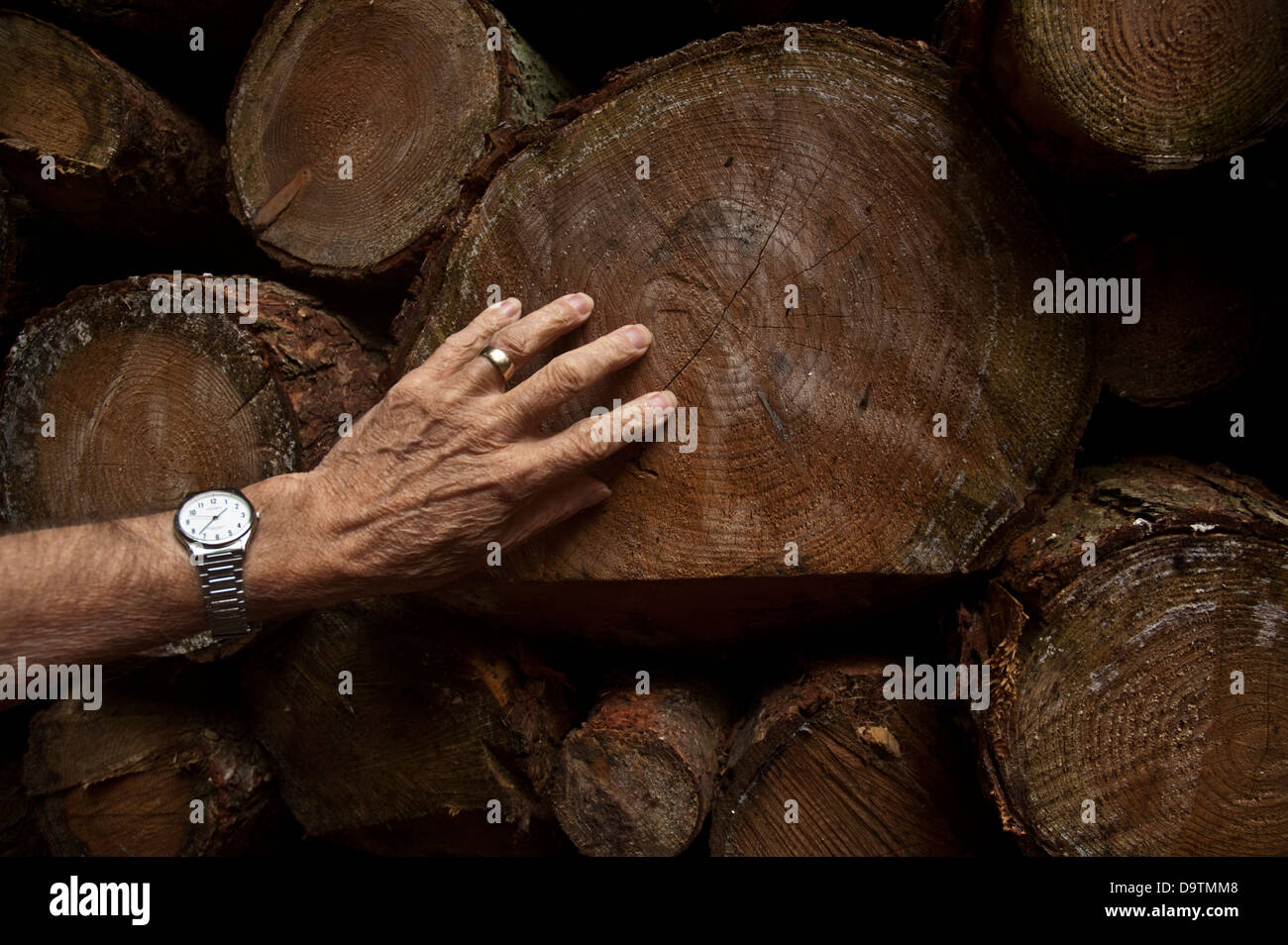 Man's hand touching end of a sawn log. Stock Photo