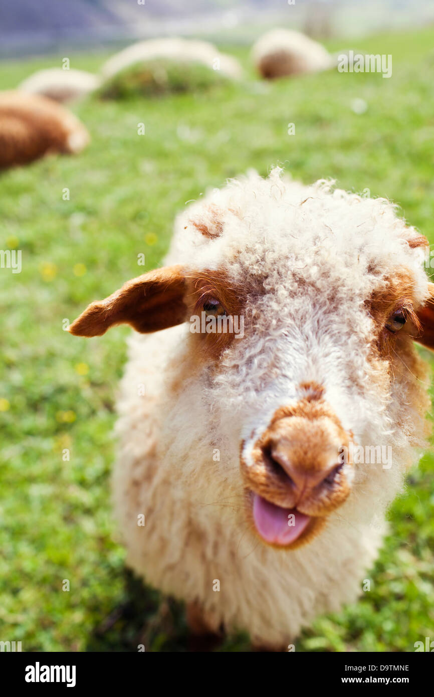 Funny sheep sticking out tongue on the green meadow Stock Photo