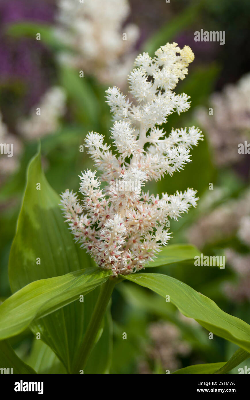 Smilacina racemosa, flower spike Stock Photo