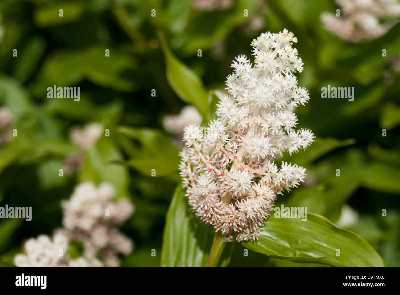 Smilacina racemosa, flower spike Stock Photo
