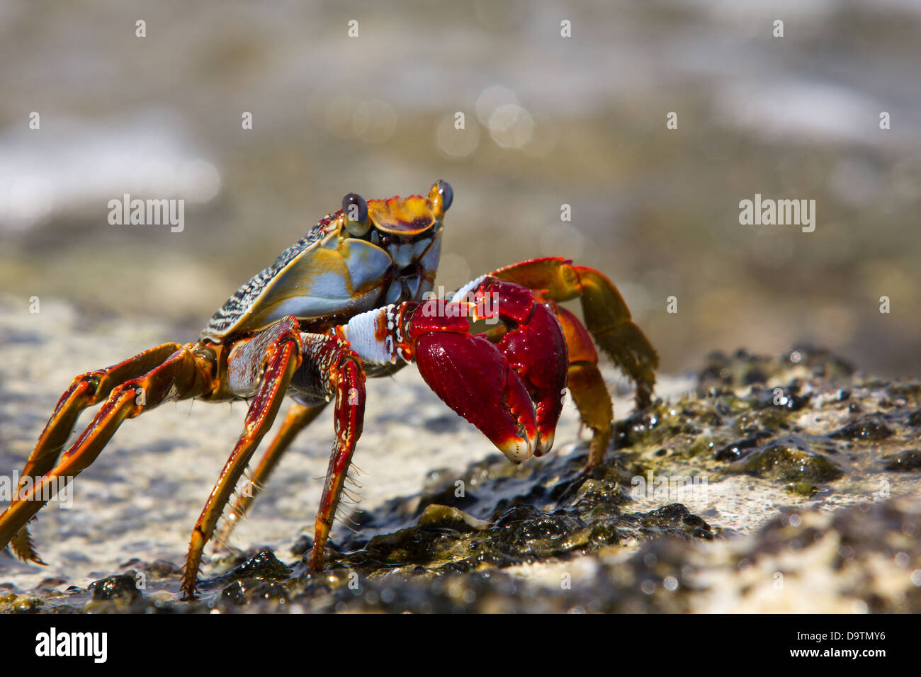 Close up detail of a Sally Lightfoot crab With Bright Red Claws on Caribbean Rocks. Stock Photo