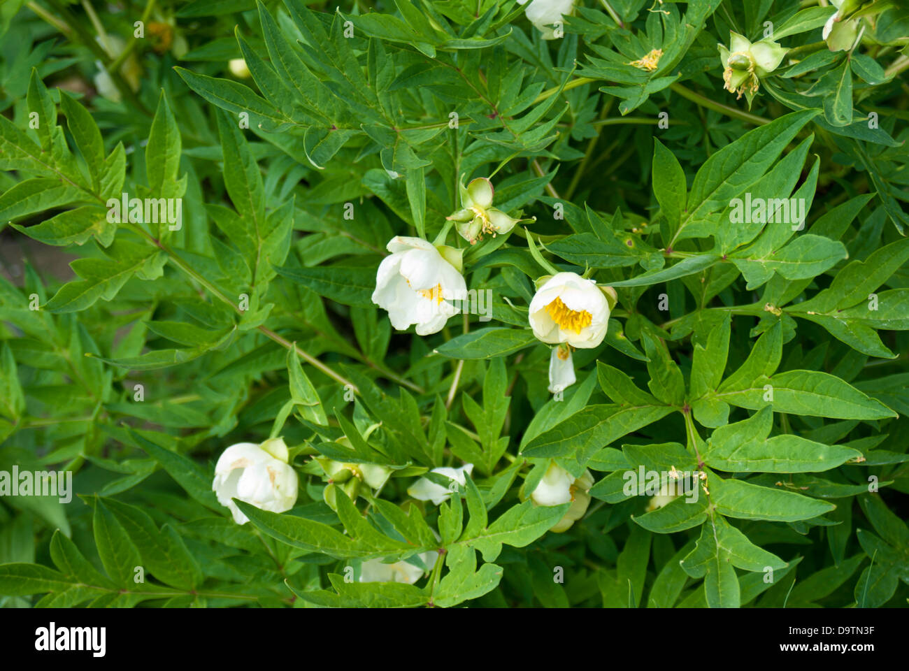 Peony, Paeonia delavayi var. angustiloba forma 'Alba' Stock Photo