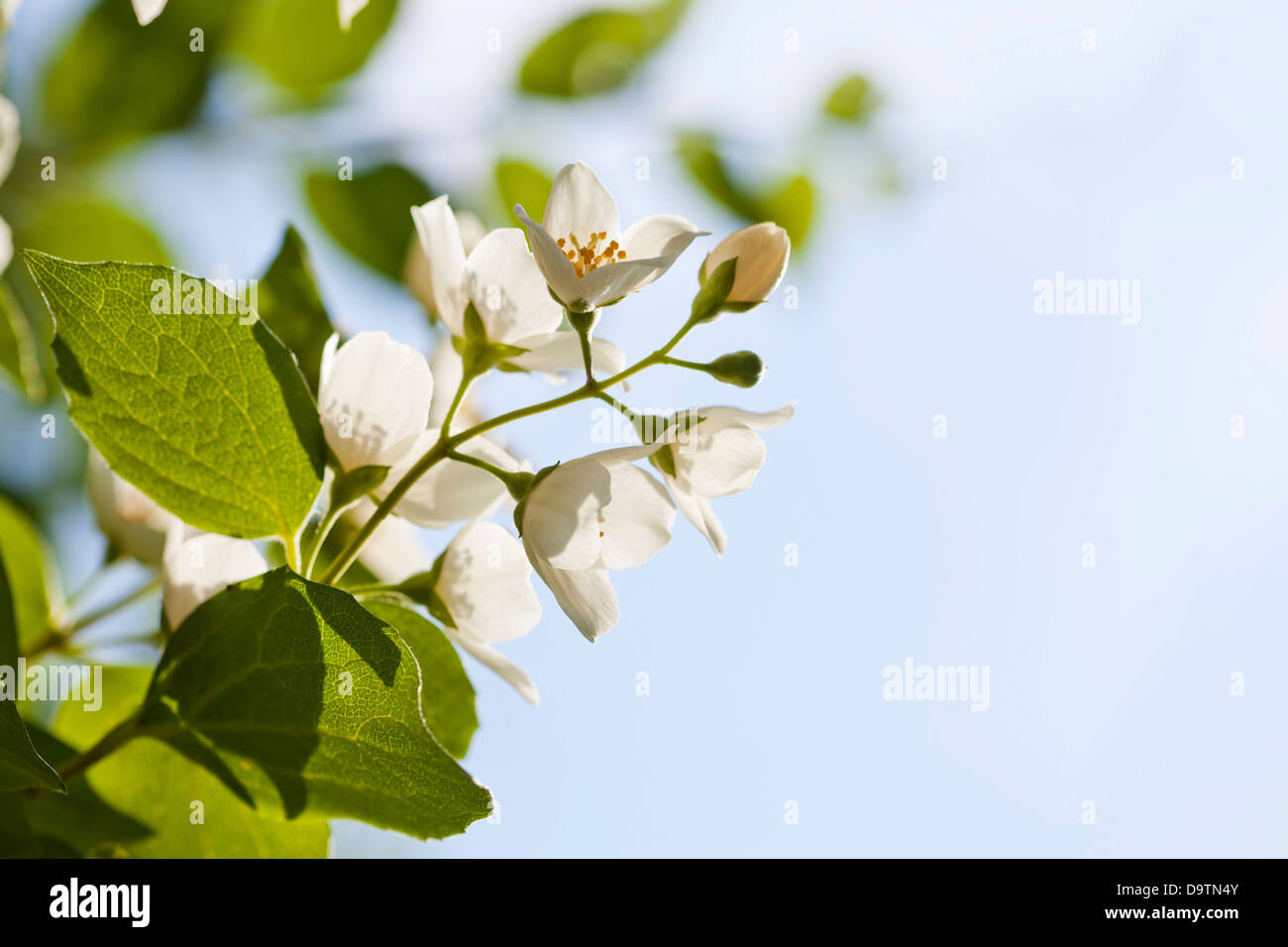 Beautiful fresh jasmine flowers in the garden, macro photography Stock