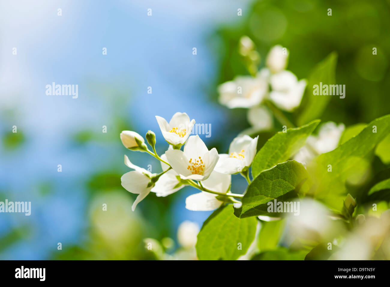 Beautiful fresh jasmine flowers in the garden, macro photography Stock