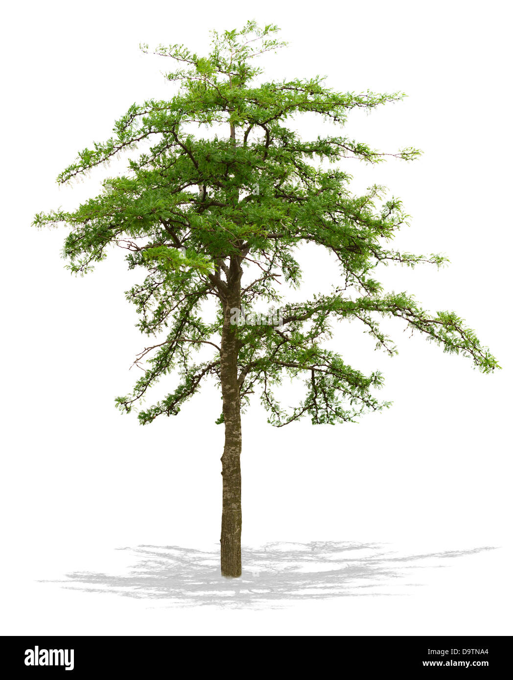 Tree isolated on a white background . Stock Photo