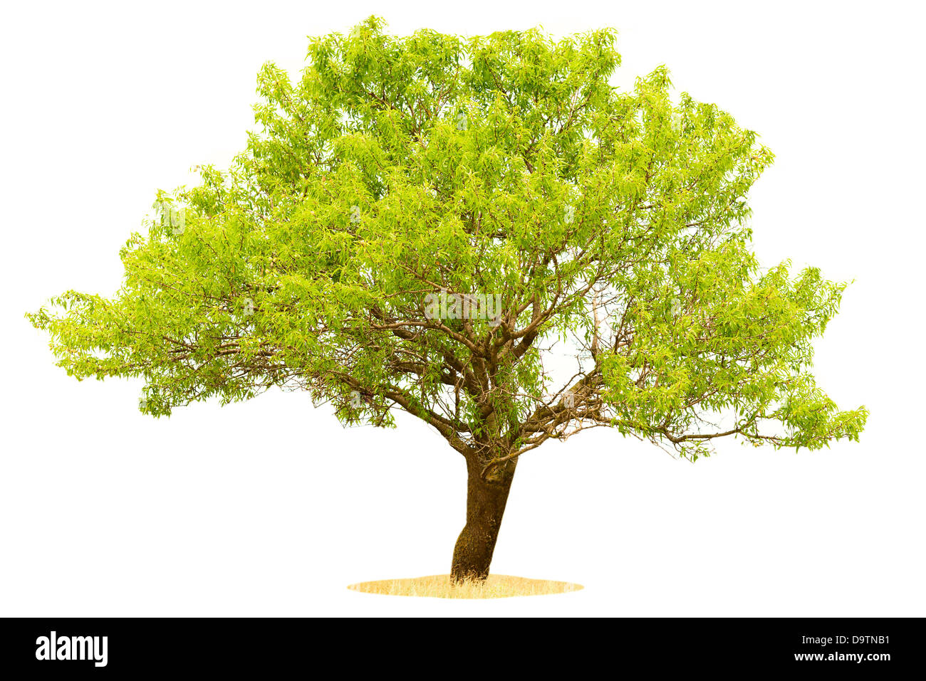 Tree isolated on a white background . Stock Photo