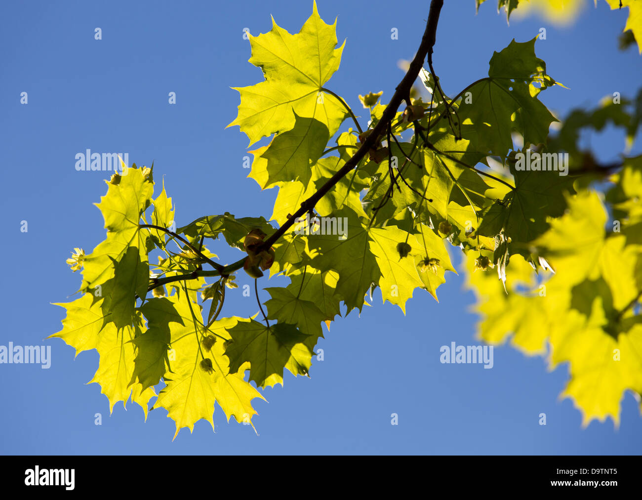 Maple ( acer ) tree branch against blue sky , Finland Stock Photo - Alamy