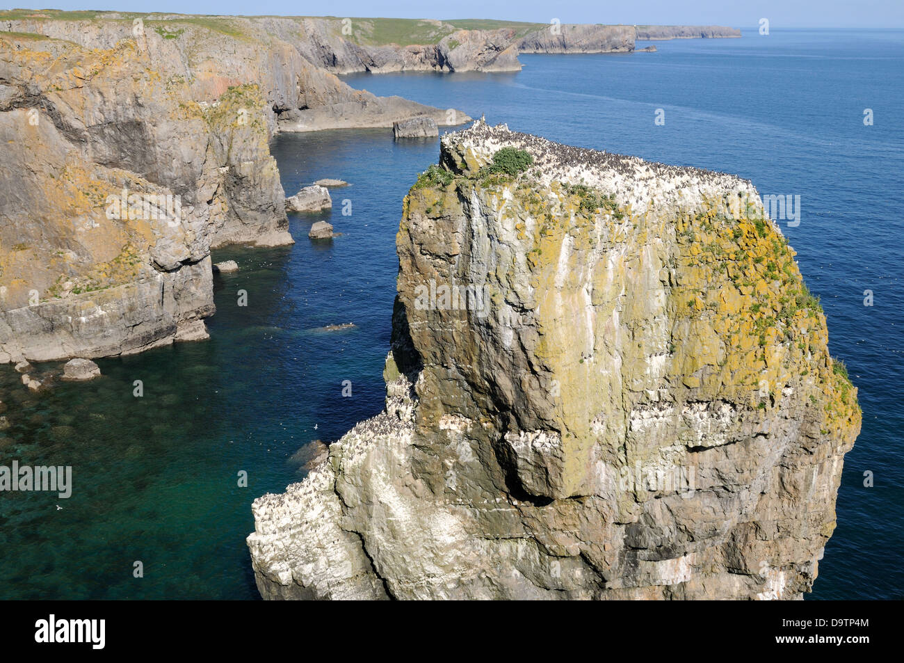 Stack Rocks or Elegug Stacks where a colony of Guillemots nest every year Castlemartin Pembrokeshire Wales Cymru UK GB Stock Photo