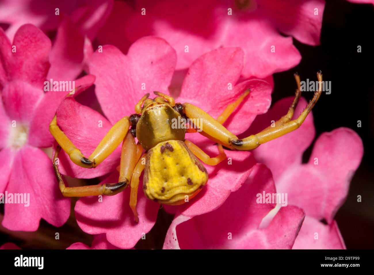 Crab Spider Florida