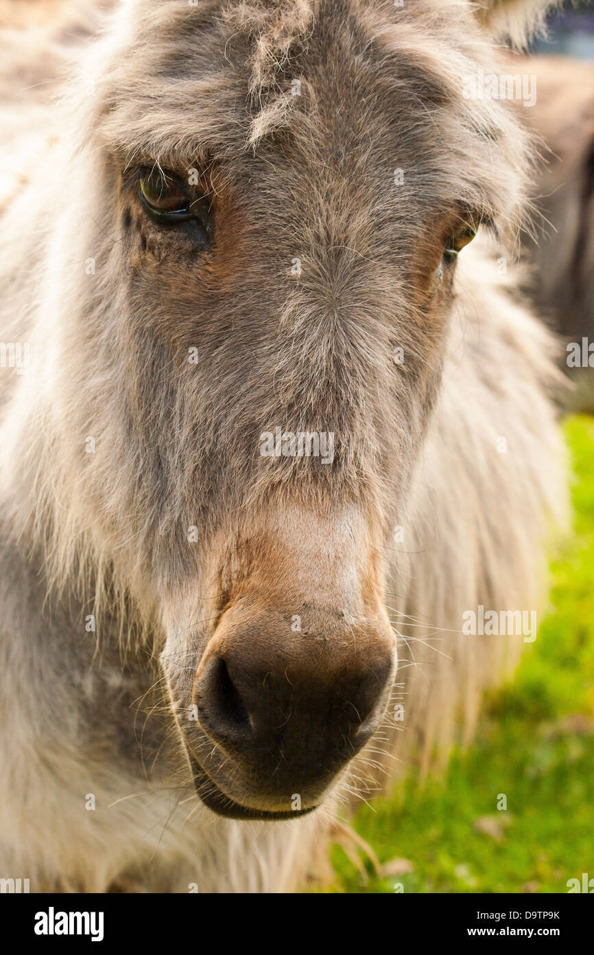 Portrait of donkey in a Field in sunny day Stock Photo - Alamy