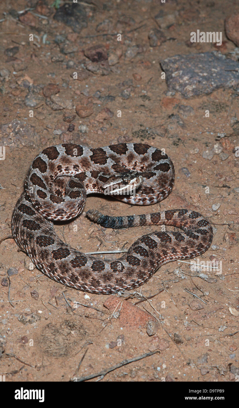USA, Arizona, Western Massasauga (Sistrurus catenatus Stock Photo - Alamy
