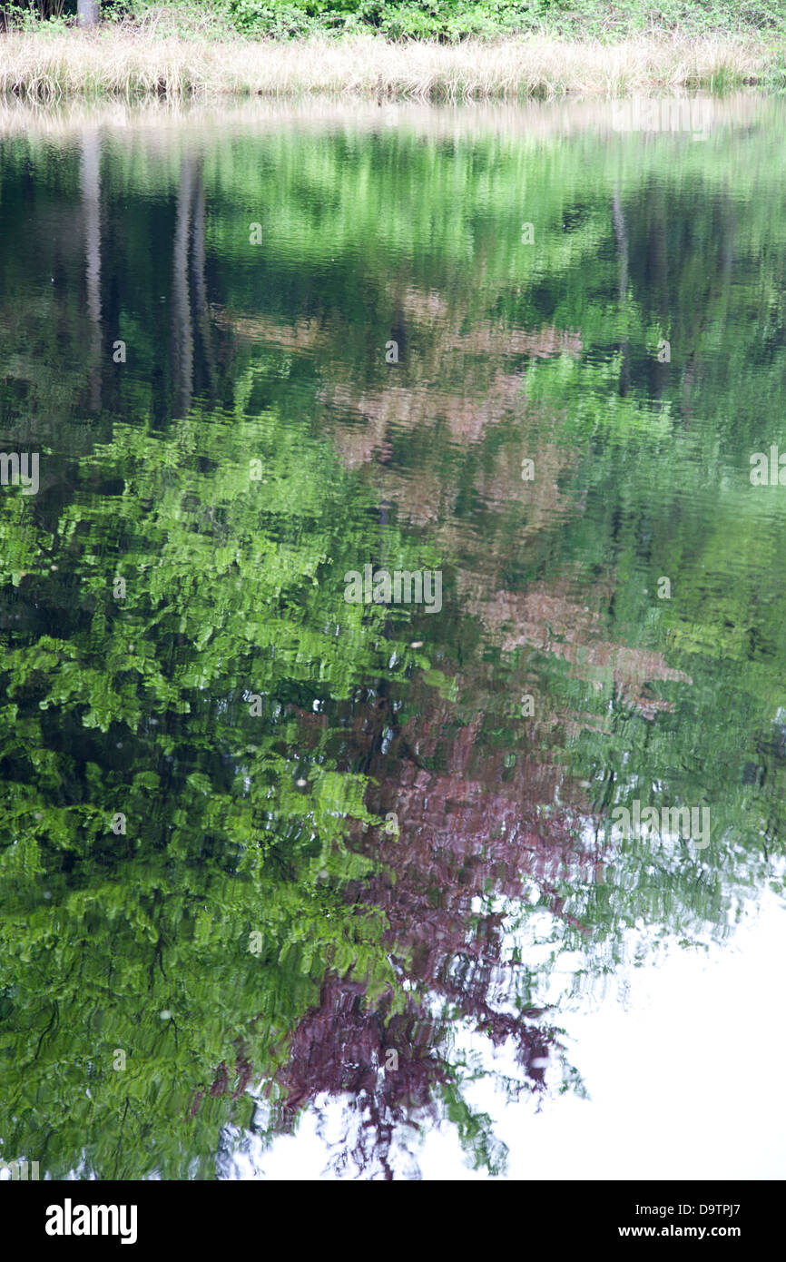 Mirrored trees in water of a mere, Sellingen, Groningen, The Netherlands Stock Photo