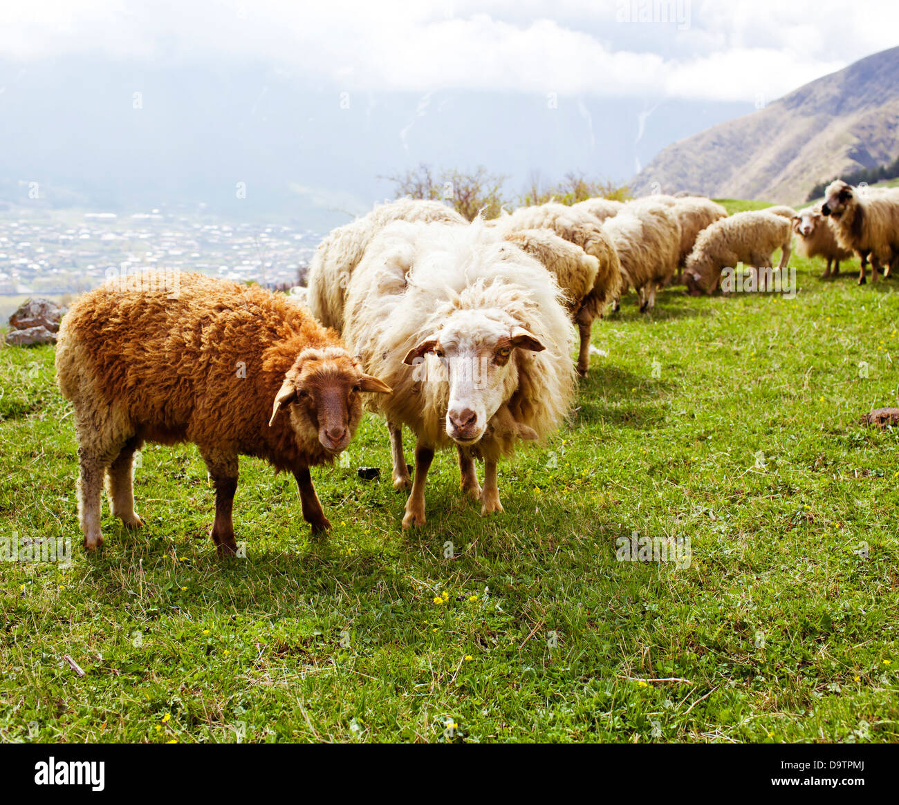 Sheep on green meadow in the mountains Stock Photo - Alamy
