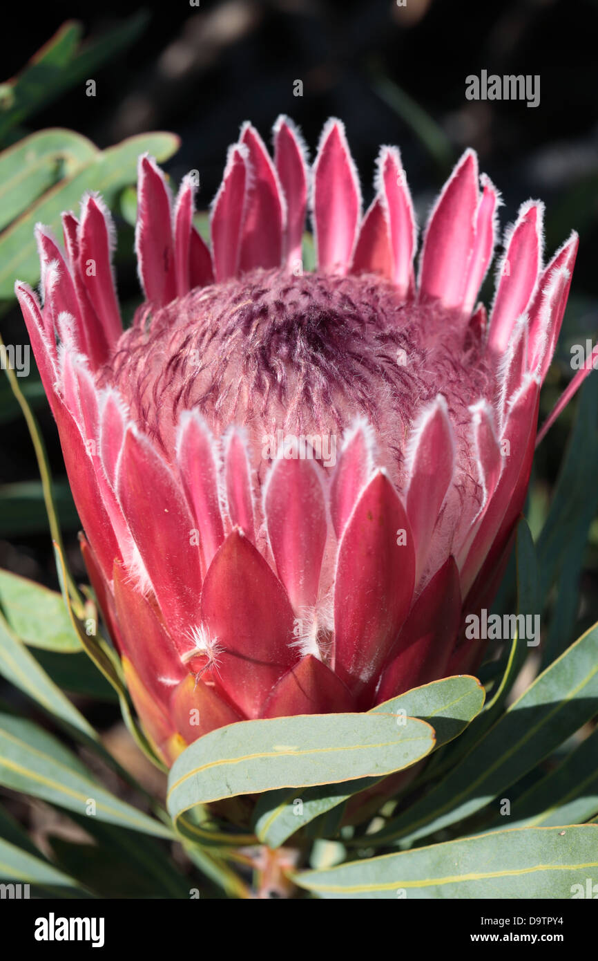 Protea liebencherry Protea repens x Protea longifolia, South Africa Stock Photo