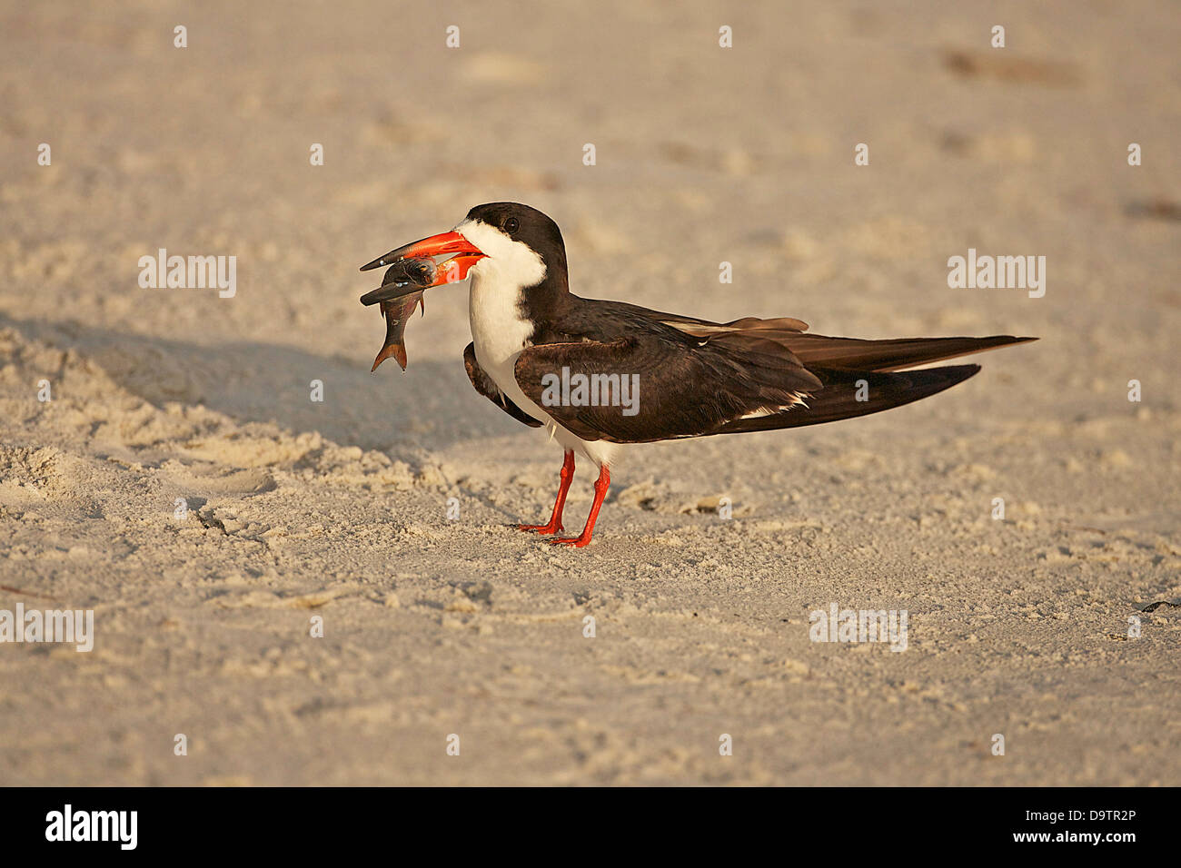 Black Skimmer with fish Stock Photo Alamy