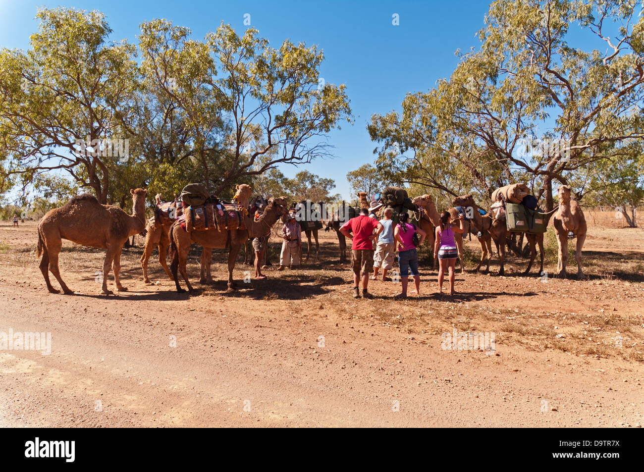 CAMEL CARAVAN, CANNING STOCK ROUTE, GREAT SANDY DESERT, WESTERN AUSTRALIA, AUSTRALIA Stock Photo