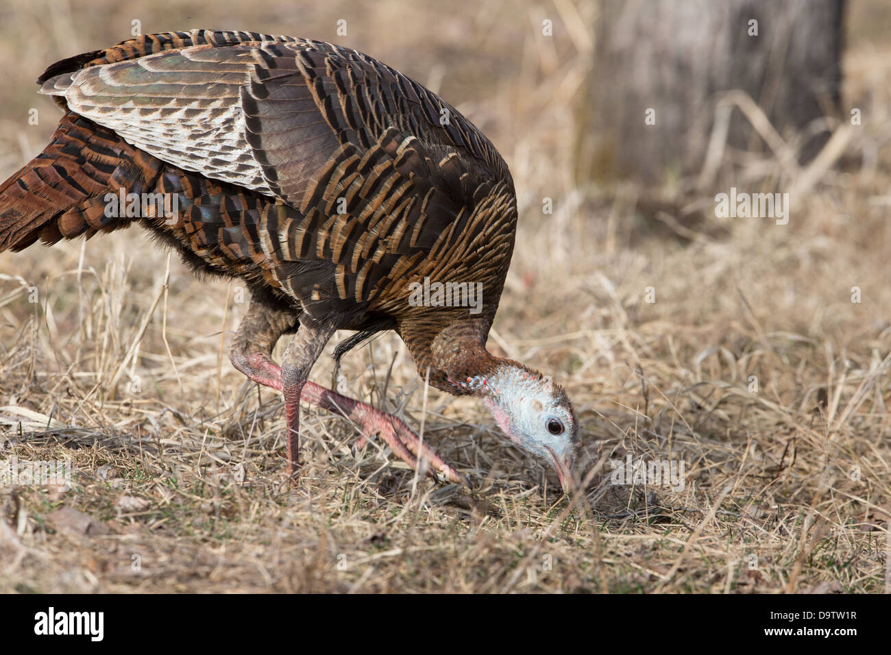 Eastern wild turkey female Stock Photo Alamy