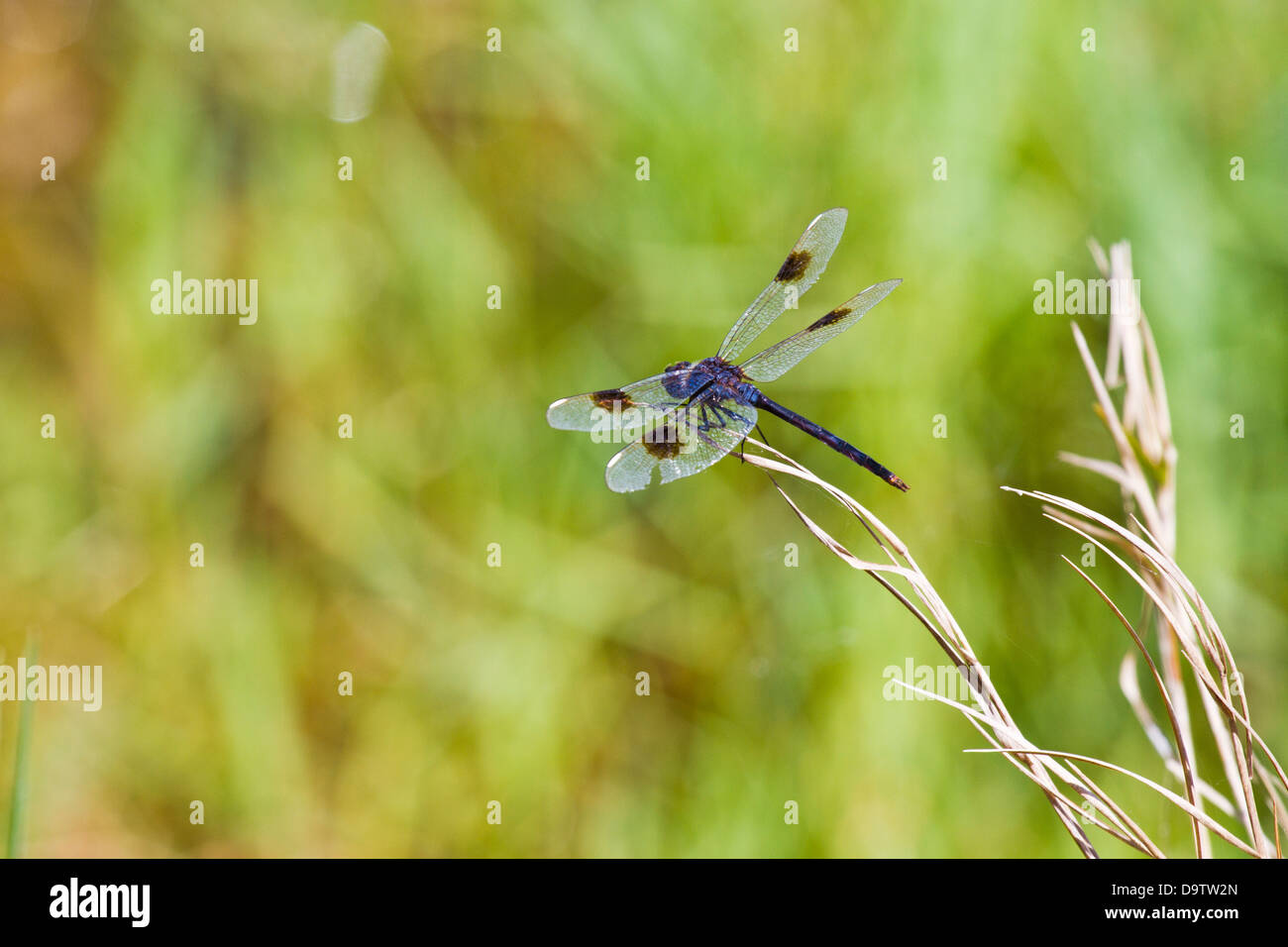 Dragonfly Poised For Take Off Stock Photo