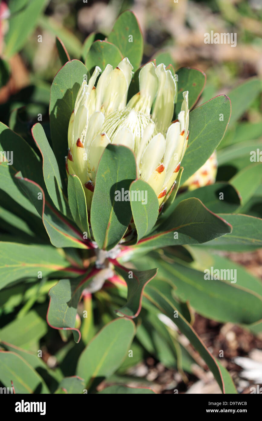 Bot River protea (Protea Compacta), South Africa Stock Photo