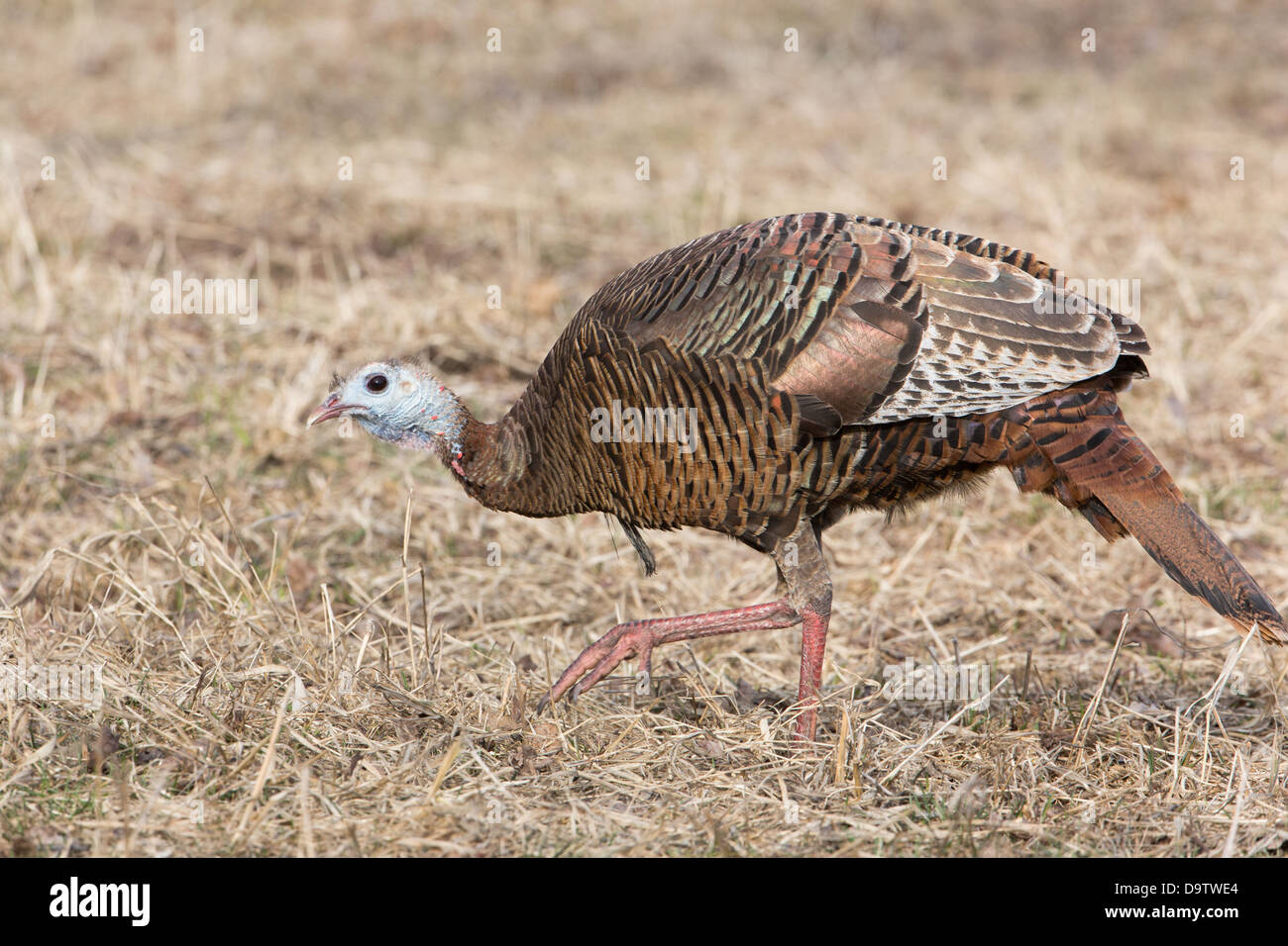 Eastern wild turkey - female Stock Photo