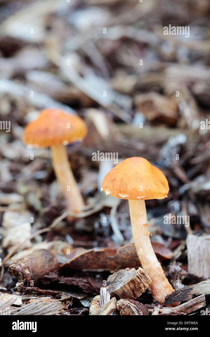Blackening Wax Gill Mushroom (Hygrocybe nigrescens) Stock Photo