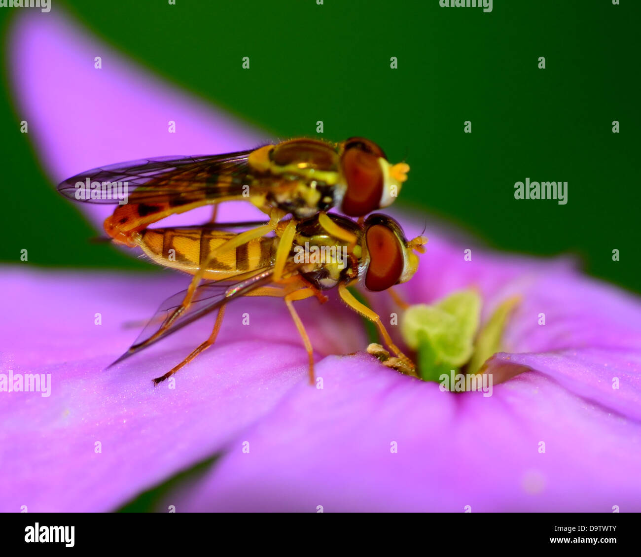 A pair of Hoverflies perched on a flower mating. Stock Photo