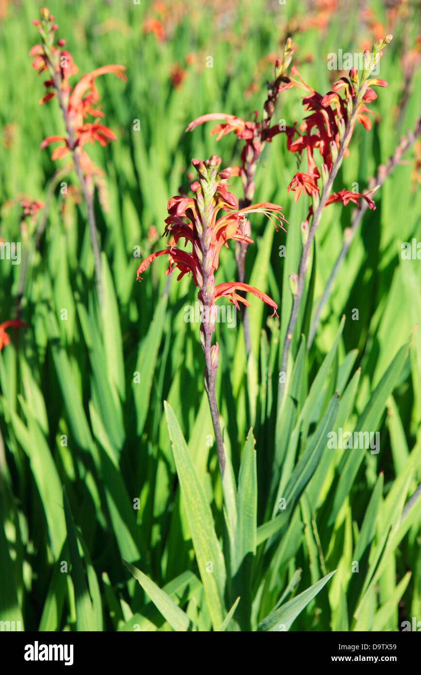 Cobra Lily (Chasmanthe aethiopica) -  Iris Family, Cape Town, South Africa Stock Photo