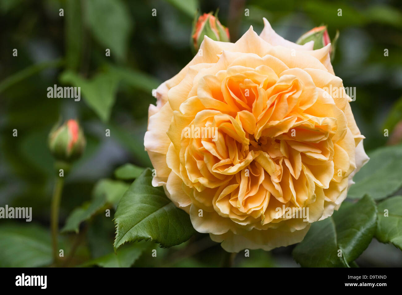Page 12   Rose And Crown High Resolution Stock Photography and ...