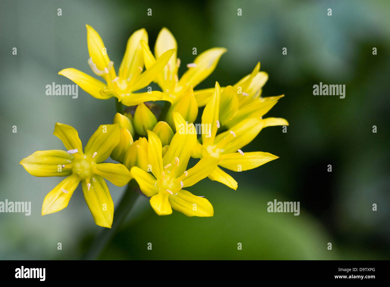 Allium moly. Golden Garlic flowers. Stock Photo