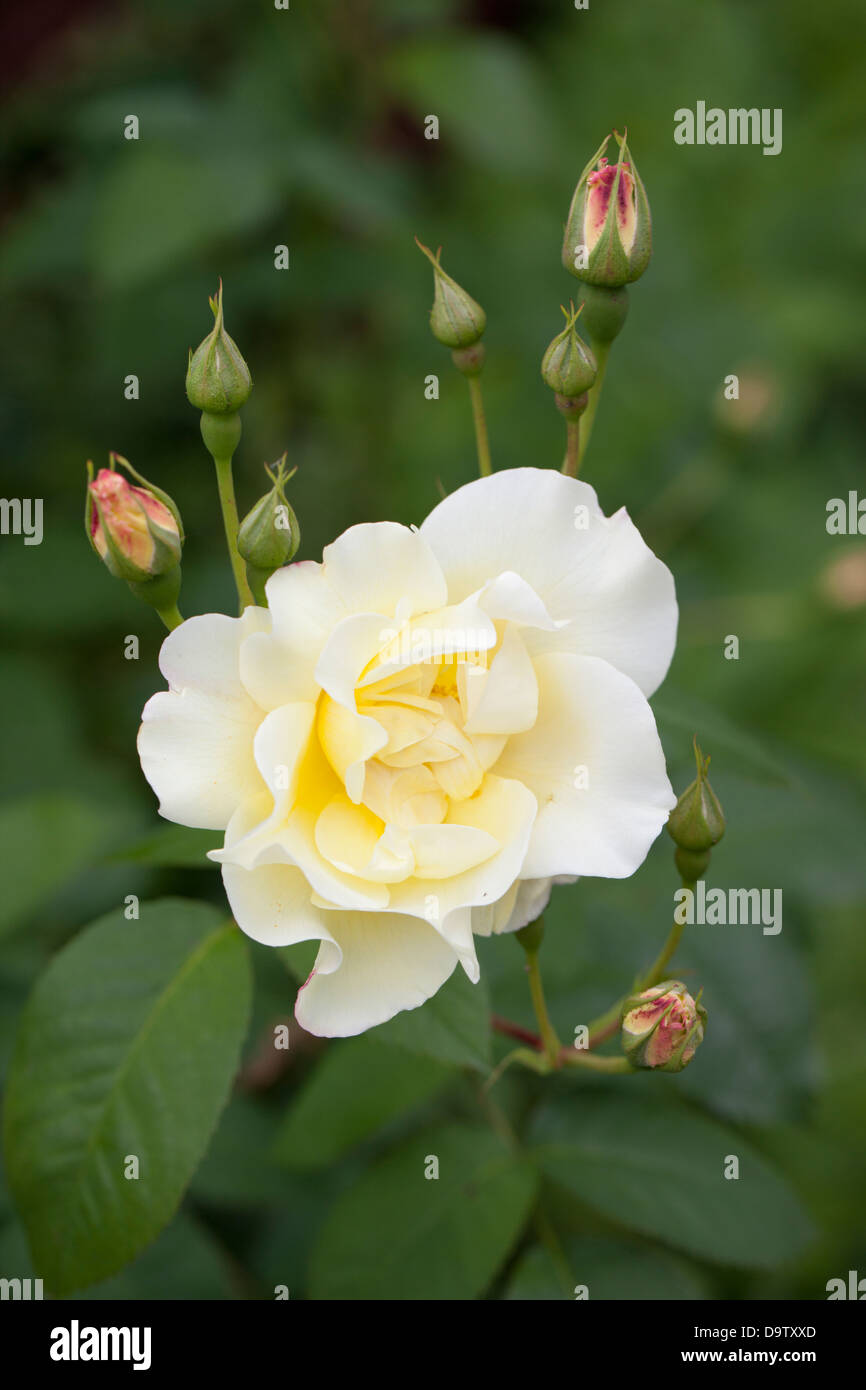June rose flower hires stock photography and images Alamy