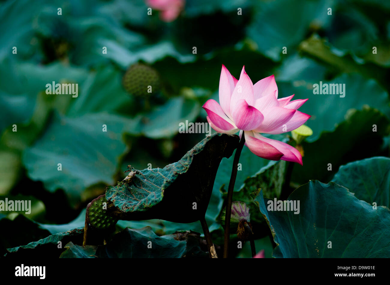 Lotus flower in Vietnam Stock Photo Alamy