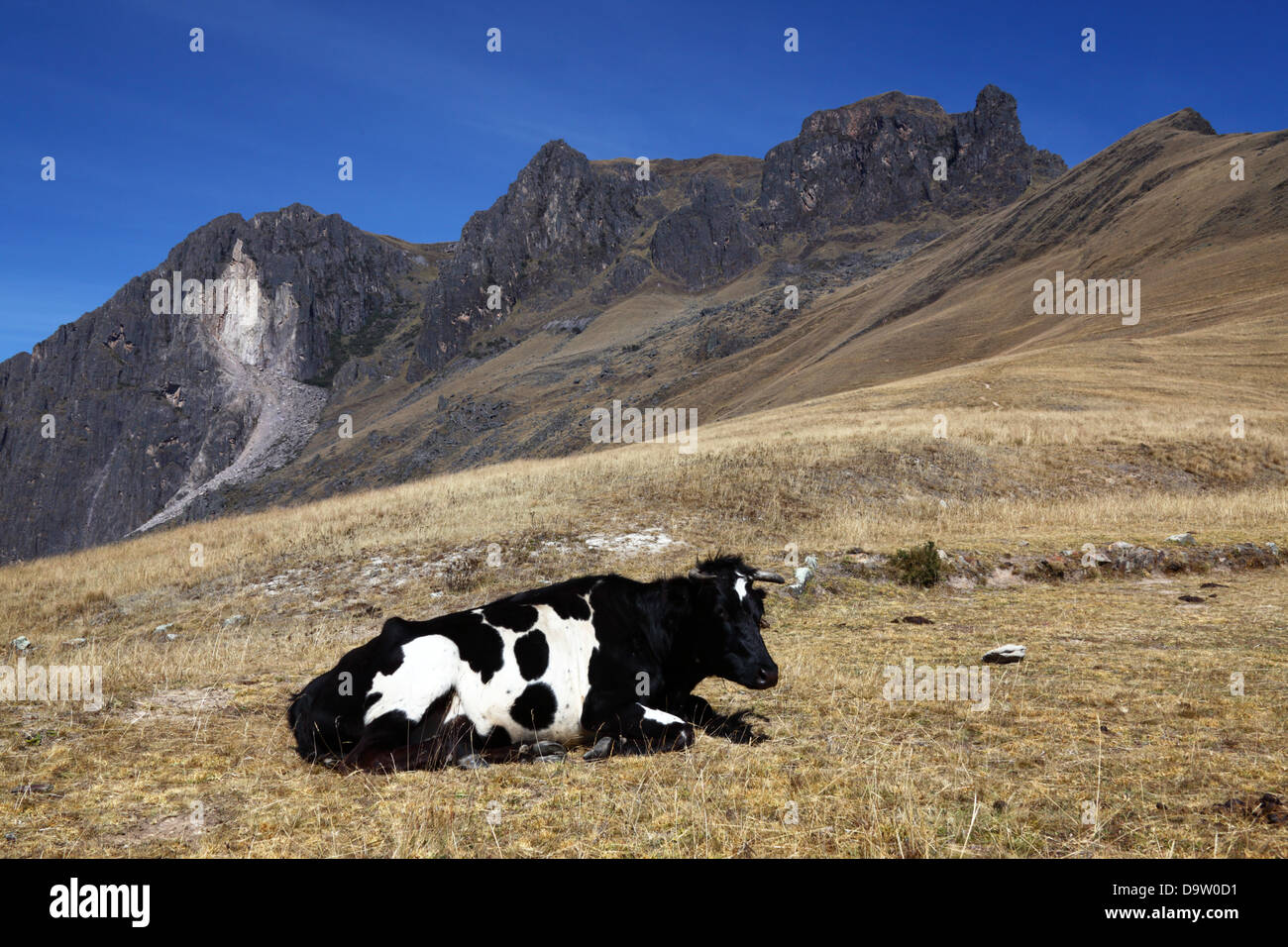 Cow lying down hi-res stock photography and images - Alamy