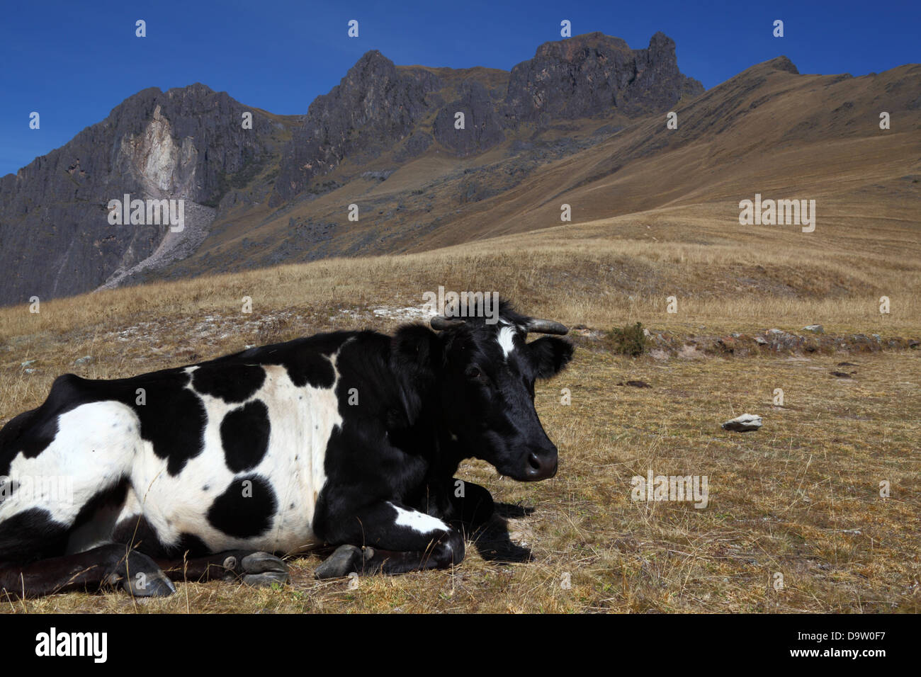 Cow lying down hi-res stock photography and images - Alamy