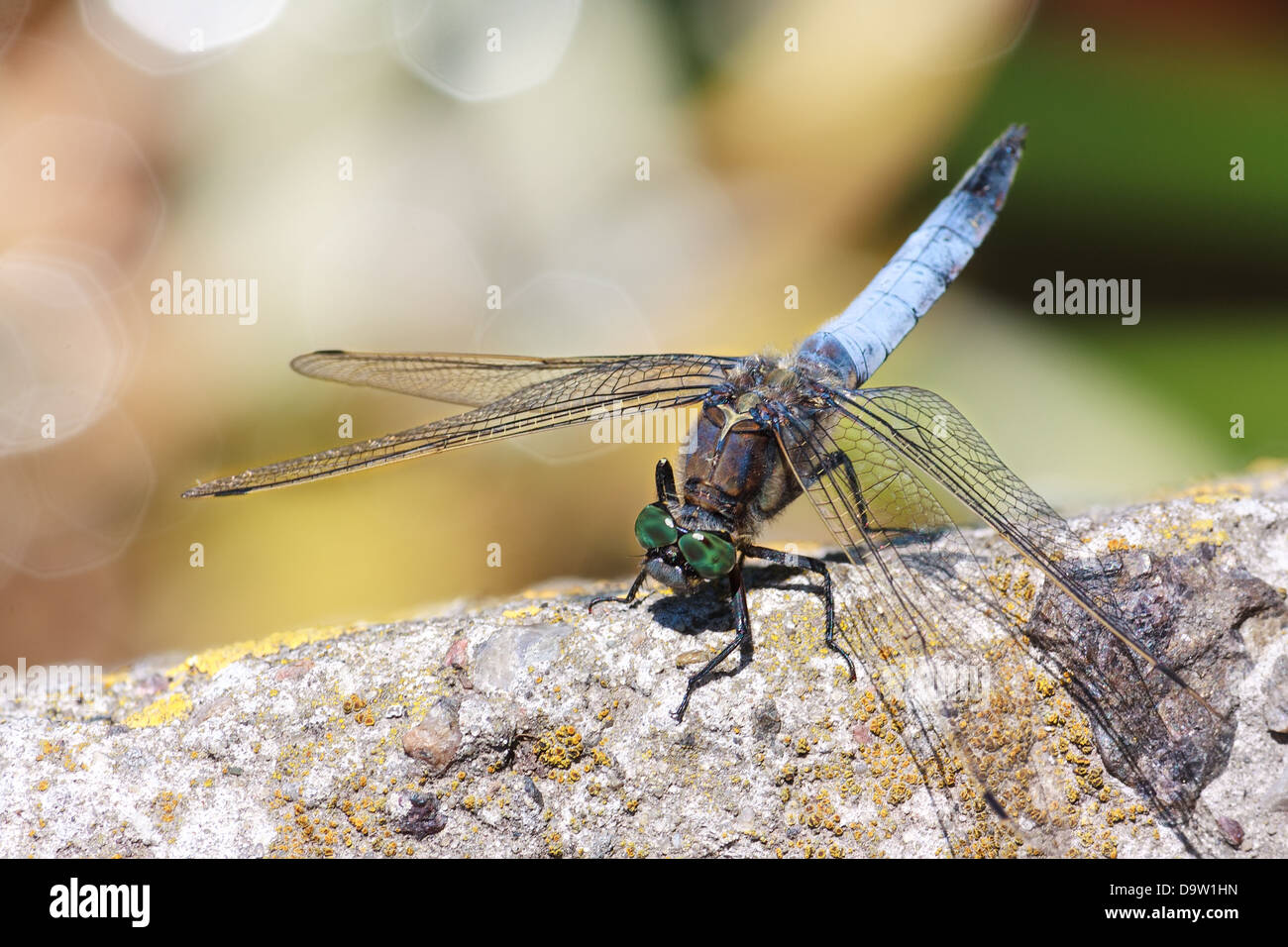 Blue dasher Dragonfly (Odonata, mosquito hawk) on a stone Stock Photo