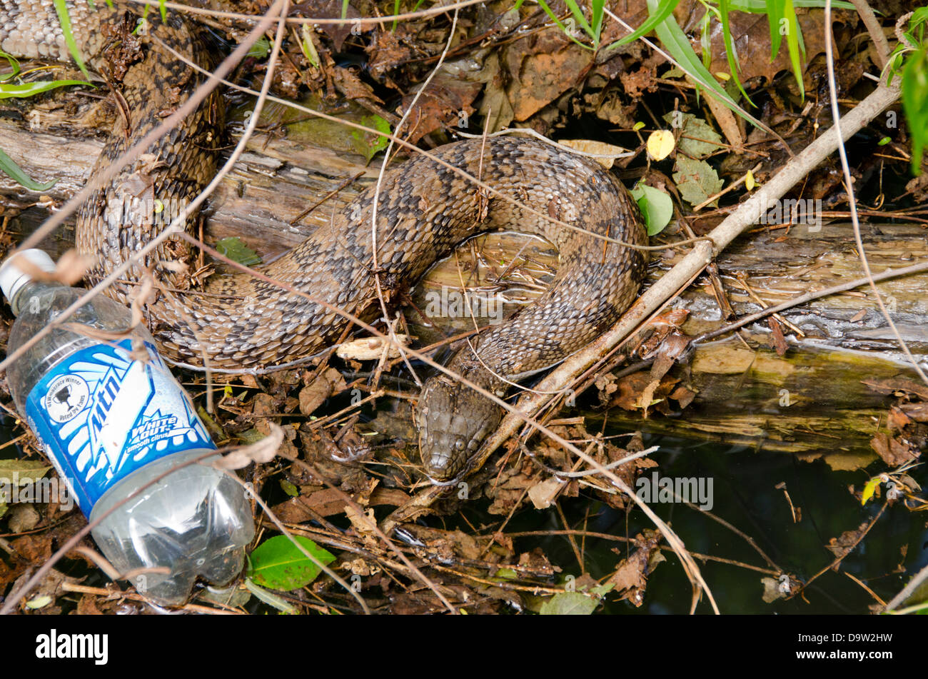 Tennessee, Tennessee River at Clifton. Diamondback water snake (Wild