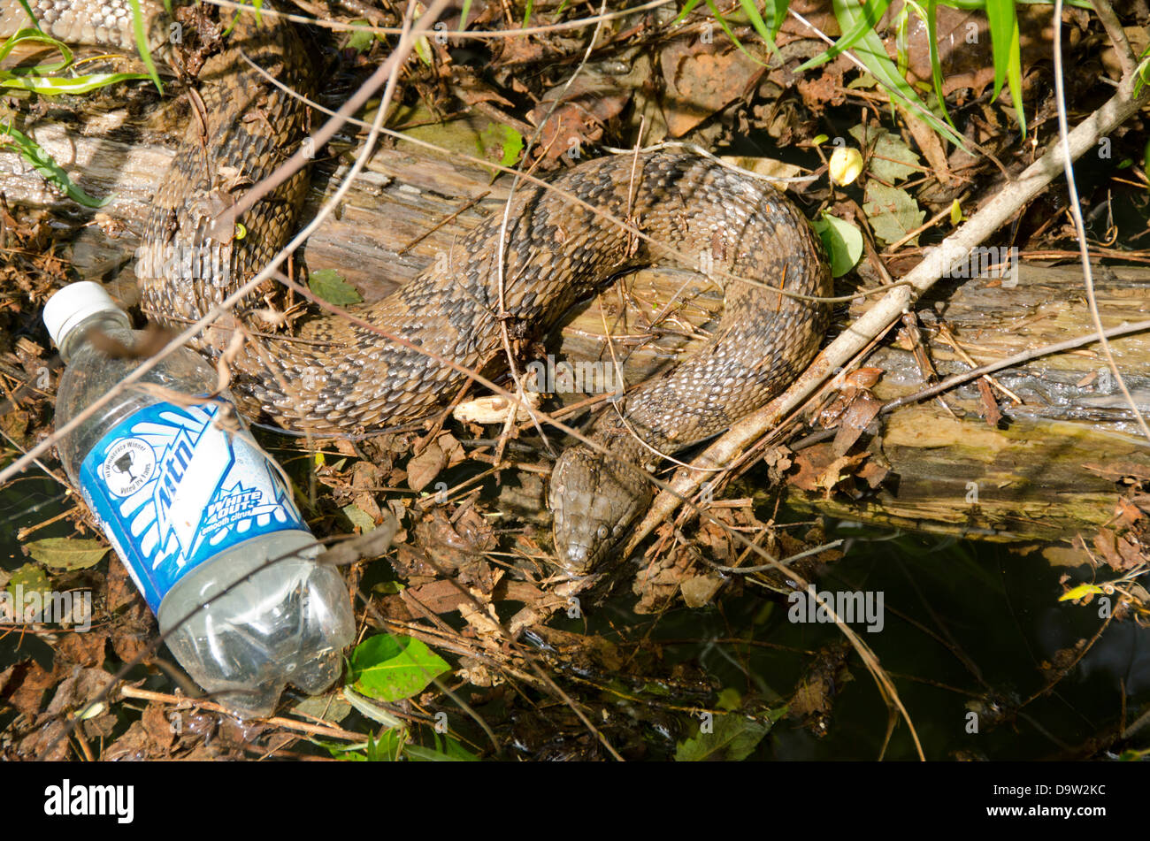 Tennessee, Tennessee River at Clifton. Diamondback water snake (Wild