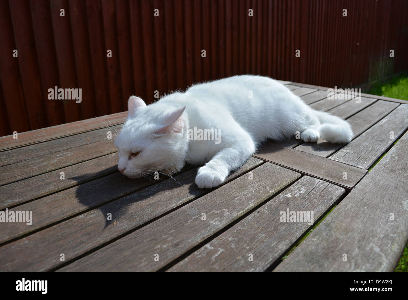 cat sleeping on table Stock Photo Alamy