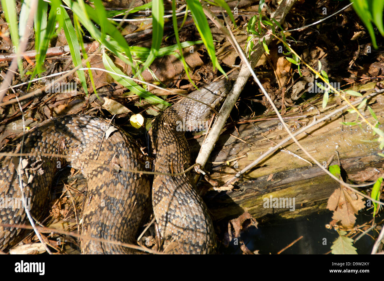 Tennessee, Tennessee River at Clifton. Diamondback water snake (Wild